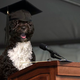 Illustration for article titled Bo Obama Addresses Graduates Of Dayton Obedience School